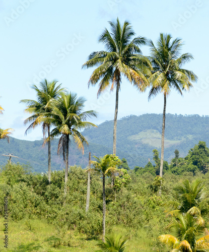 Brazilian atlantic forest landscape in the Espirito Santo state during a road trip, palm trees everywhere © eugpng