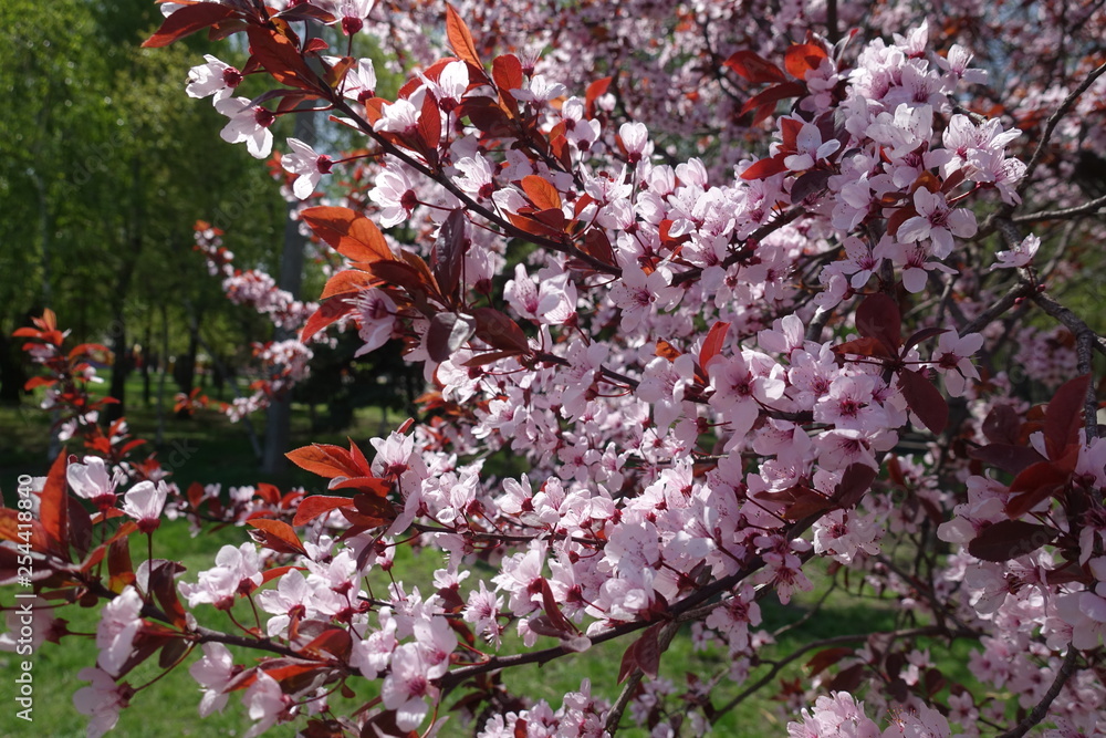 Crown of Prunus pissardii in spring with pink flowers and red leaves Crown of Prunus pissardii in spring with pink flowers and red leaves