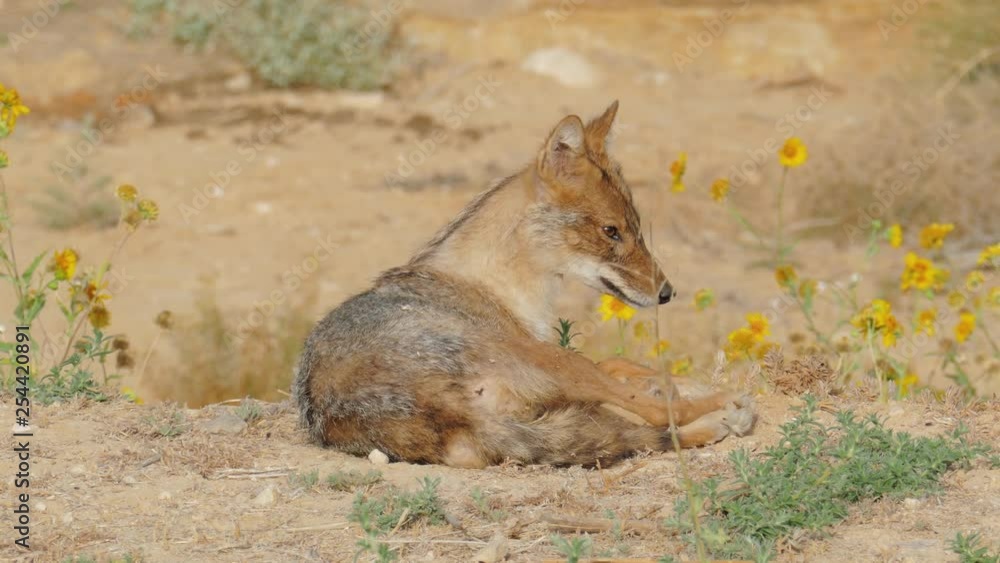 Young jackal lies front of a blossoming field Young jackal lies front of a blossoming field