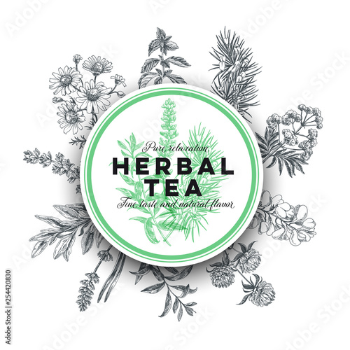 Vector hand drawn tea herb Illustration.