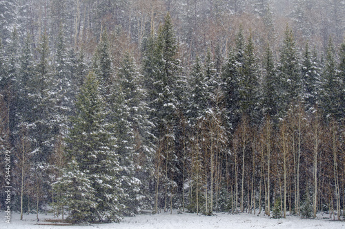 Kaibab National Forest park and Grand Canyon under heavy snowfall