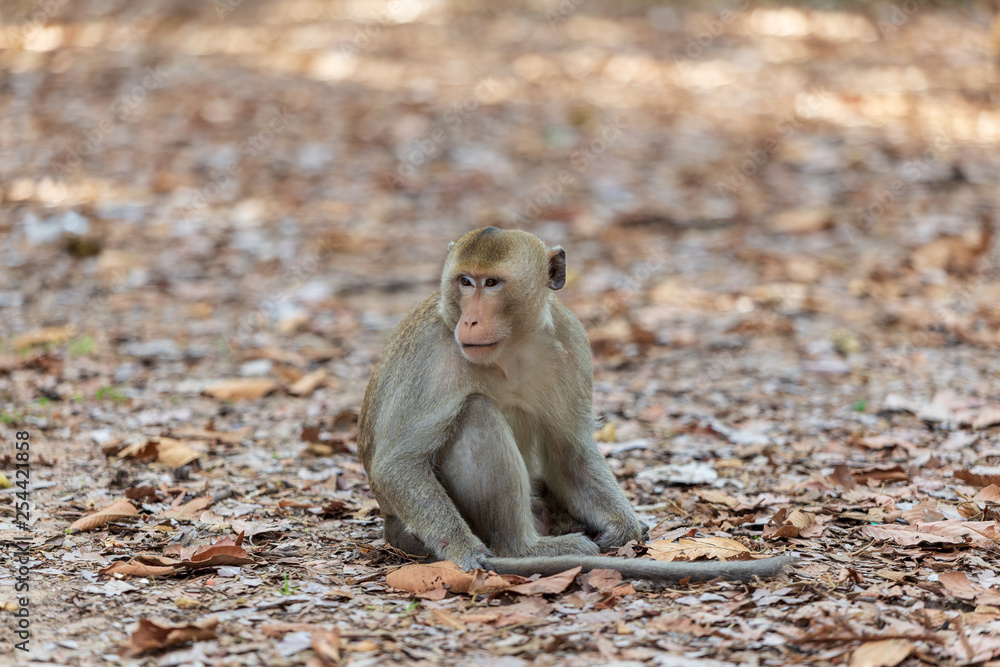 Fototapeta premium Monkey sitting on the ground