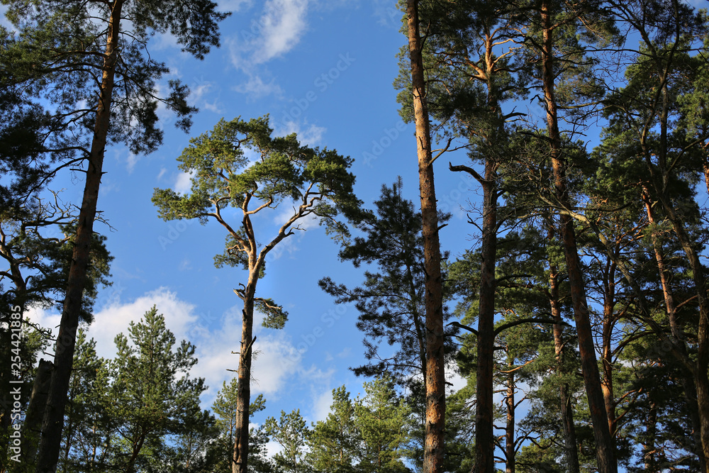 Fototapeta premium Single pine surrounded by pine forest in the lights of evening sun in Jurmala, Latvia 