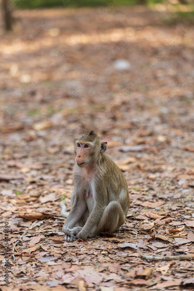 Obraz premium Monkey sitting on the ground