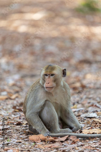 Monkey sitting on the ground