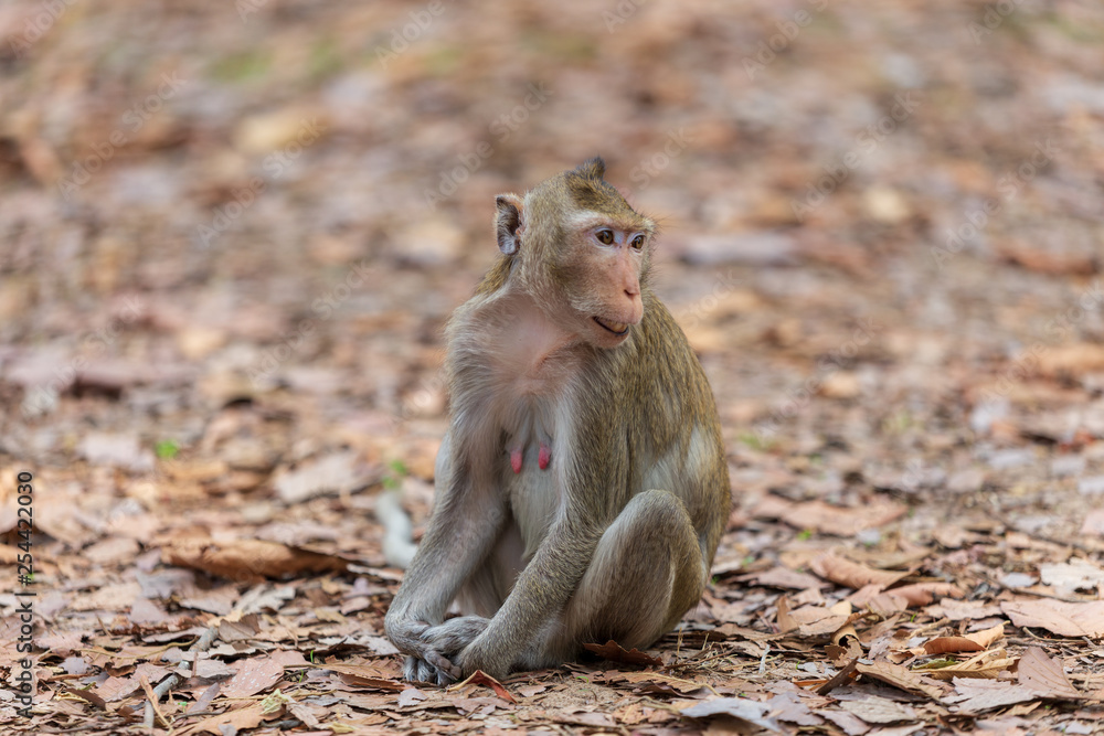 Fototapeta premium Monkey sitting on the ground