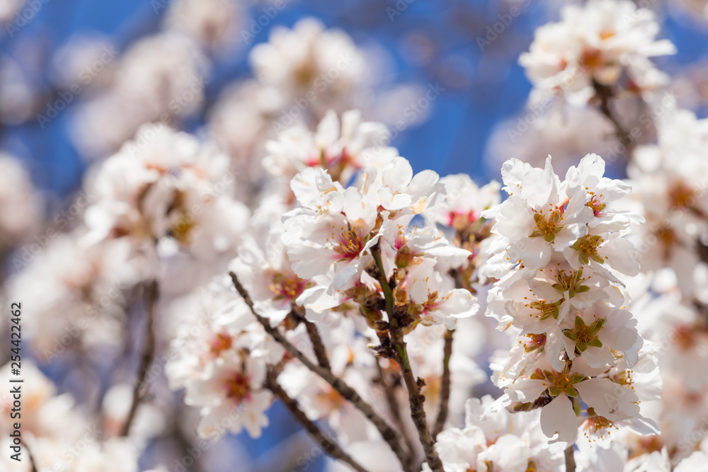 almond flowers blue sky spring season buds bees almond flowers blue sky spring season buds bees