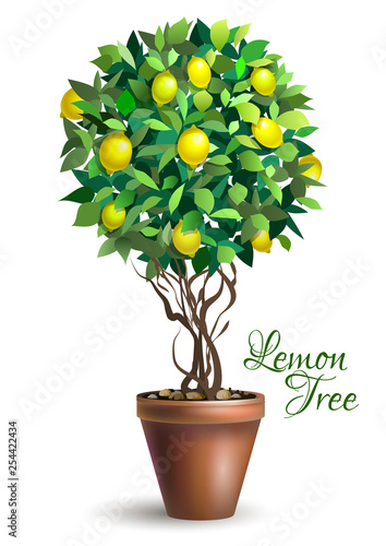 Lemon decorative tree in pot on white background. Lime tree. Houseplant. Vector illustration.