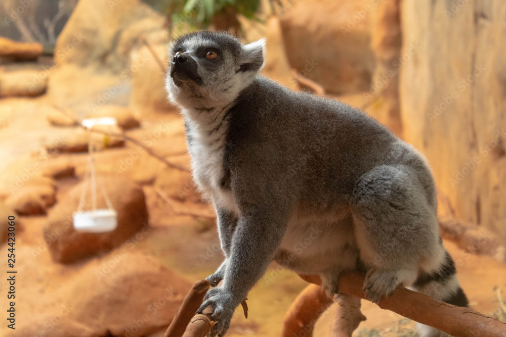 Fototapeta premium Lemur II