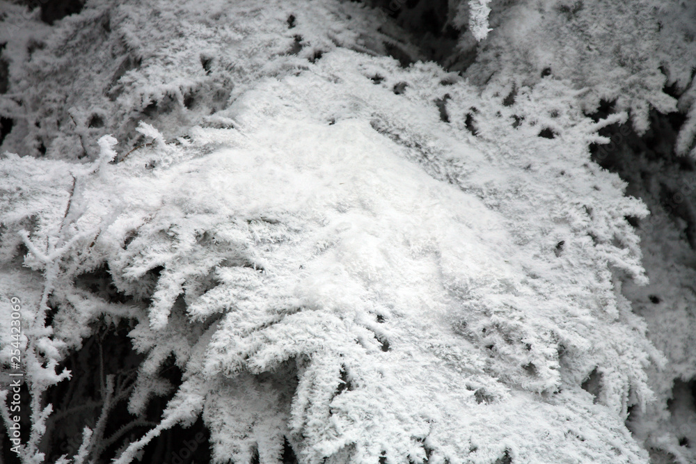 Frosted tree spruce in mountain. Winter in a forest. Magic tree. Frosted tree spruce in mountain. Winter in a forest. Magic tree.