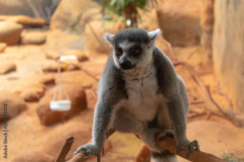 Obraz premium Lemur