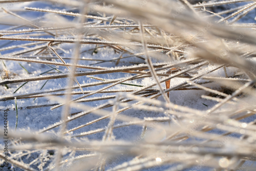 Amazing winter nature. A dried grass plant covered with icy crystals. Texture of ice and snow. Macro ice. Winter landscape on a meadow. Amazing winter nature. A dried grass plant covered with icy crystals. Texture of ice and snow. Macro ice. Winter landscape on a meadow.