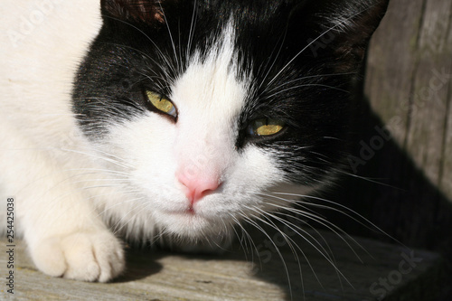 The white-black cat is sintting on the wooden bench in sunny, winter weather.