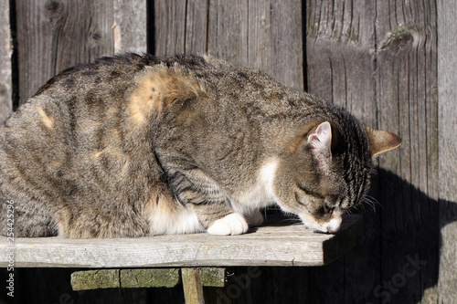 Fototapeta Naklejka Na Ścianę i Meble -  The gray striped cat is sintting on the wooden bench in sunny, winter weather.