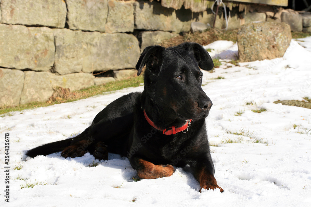 The black, large dog of French Shepherd dog Beauceron lies in snow in backyard in wintertime and guarded home. The black, large dog of French Shepherd dog Beauceron lies in snow in backyard in wintertime and guarded home.