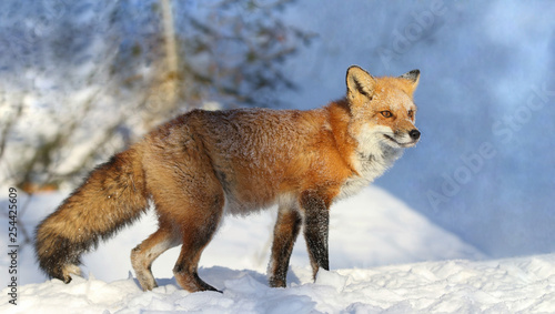 red fox in nature during winter