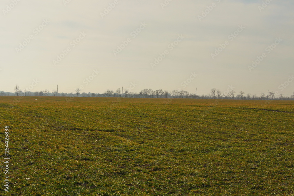 unplowed field