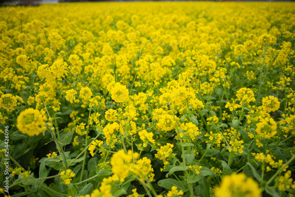 Fototapeta premium 菜の花畑