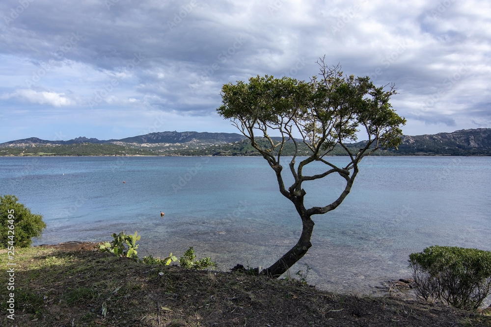 Landscape with tree and sandy beach in Sardinia Landscape with tree and sandy beach in Sardinia