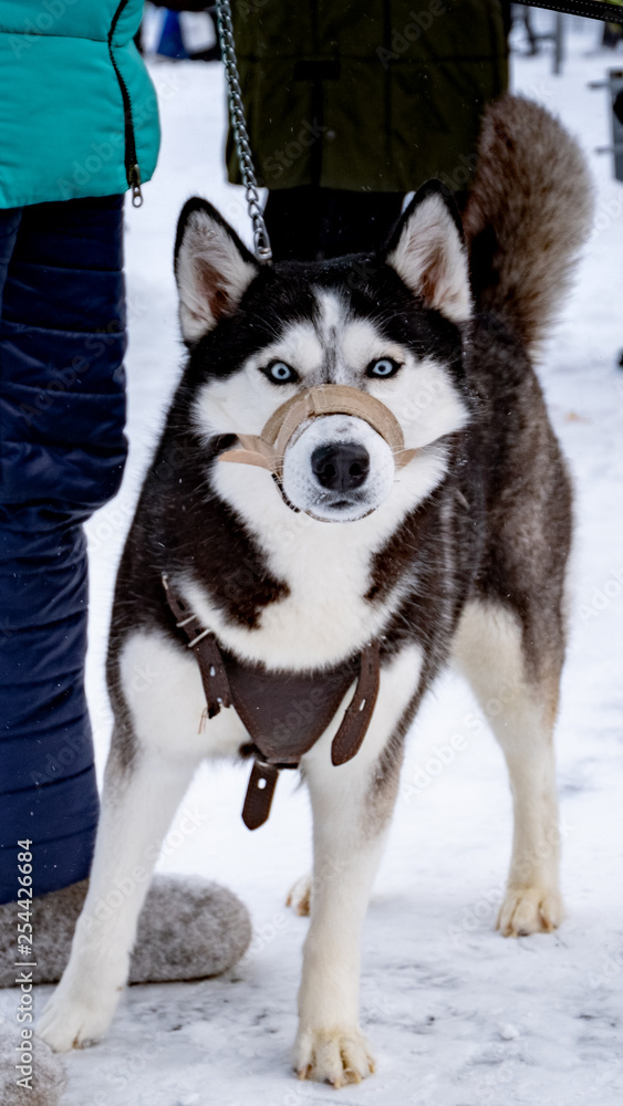 Siberian husky dog, sled dog,