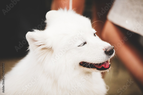 Samoyed
