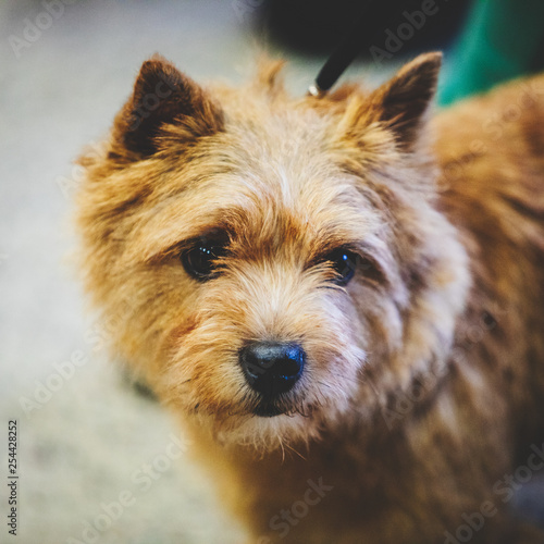 Norwich terrier