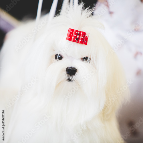 Maltese