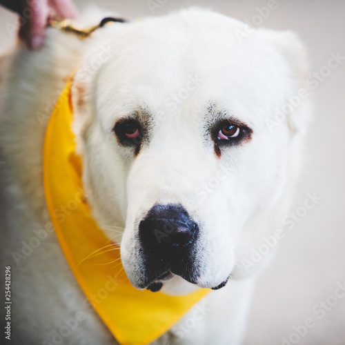 Central Asian sheepdog
