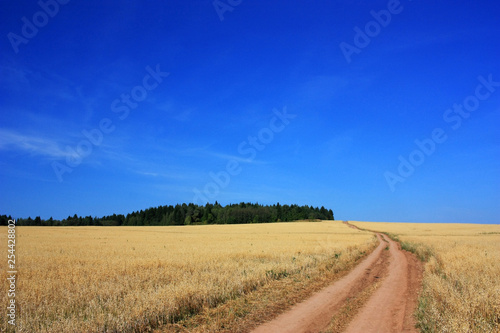 Empty dirt country road in a wheat field