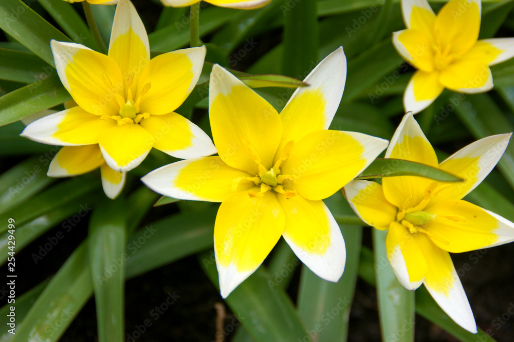 Bright yellow tulips with white tips on the petals grow in the garden. Early flowers.