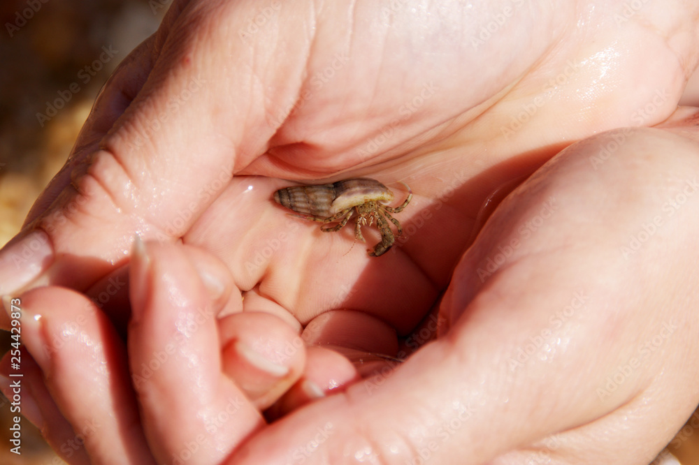 A small hermit crab in the female palms.