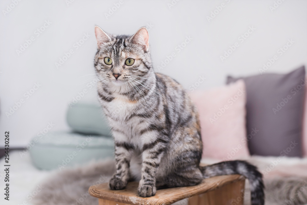 Katze ist müde bei der Fellpflege Katze ist müde bei der Fellpflege