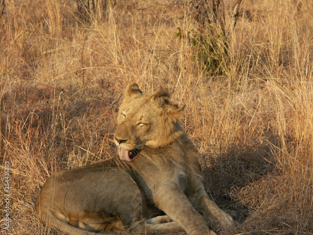 Fototapeta premium Lion licking his fur while sitting in brown grass.