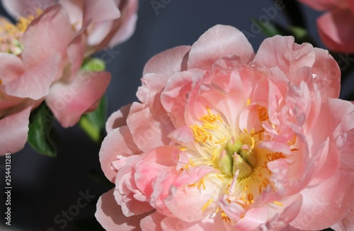 Fototapeta Naklejka Na Ścianę i Meble -  Pink peony blooming.