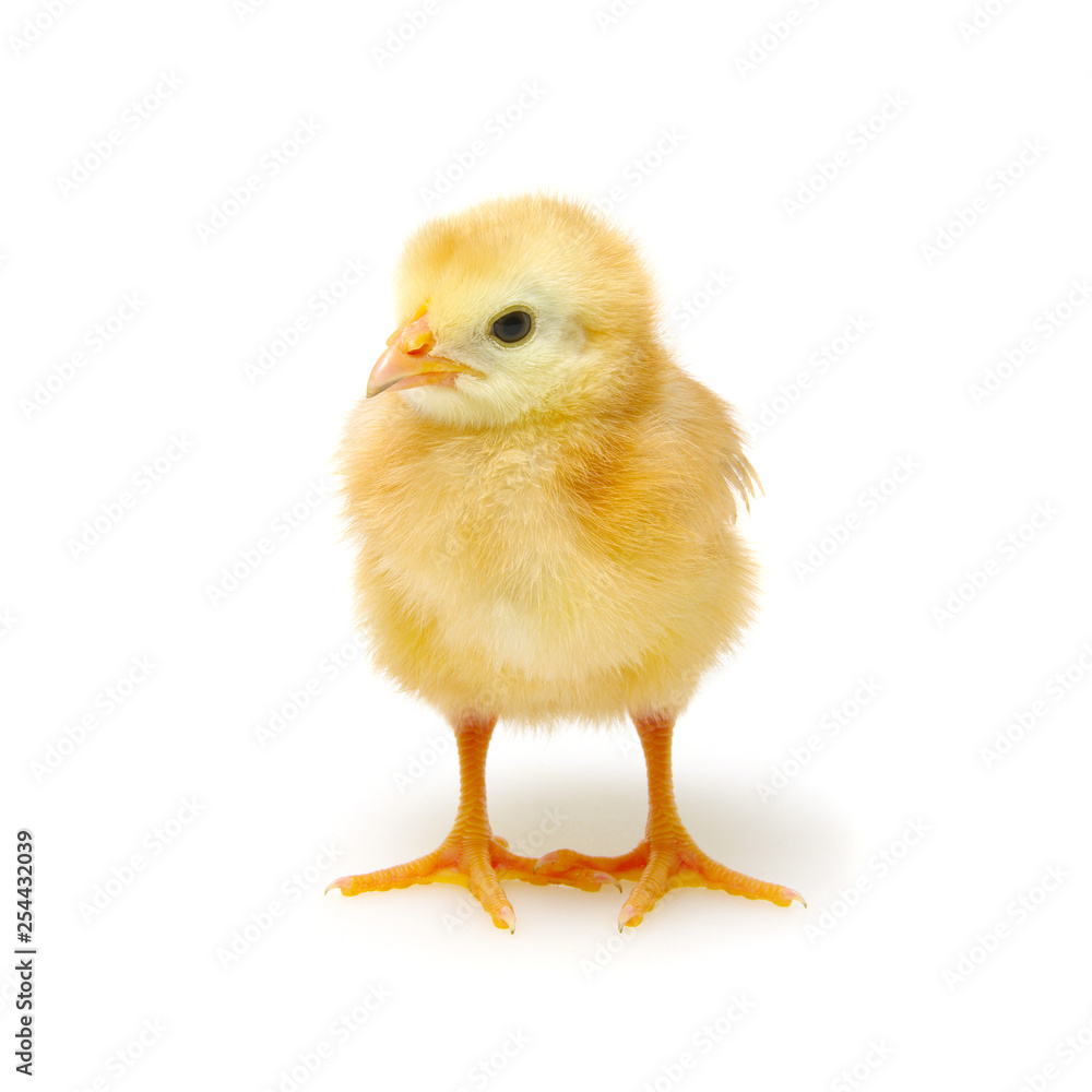 Obraz premium Chick isolated on white