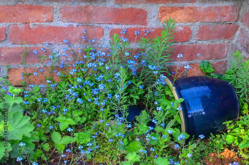 Blaue Vergissmeinnicht photo