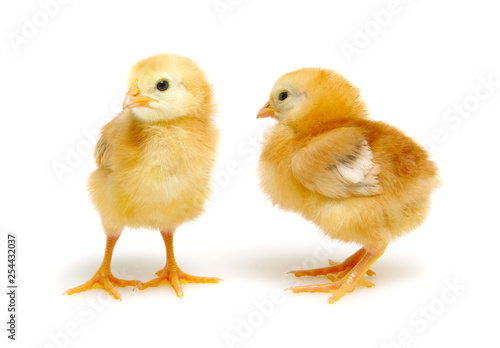 Chick isolated on white