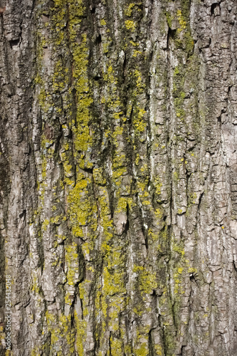 Close up of weathered tree bark with lichen and moss.