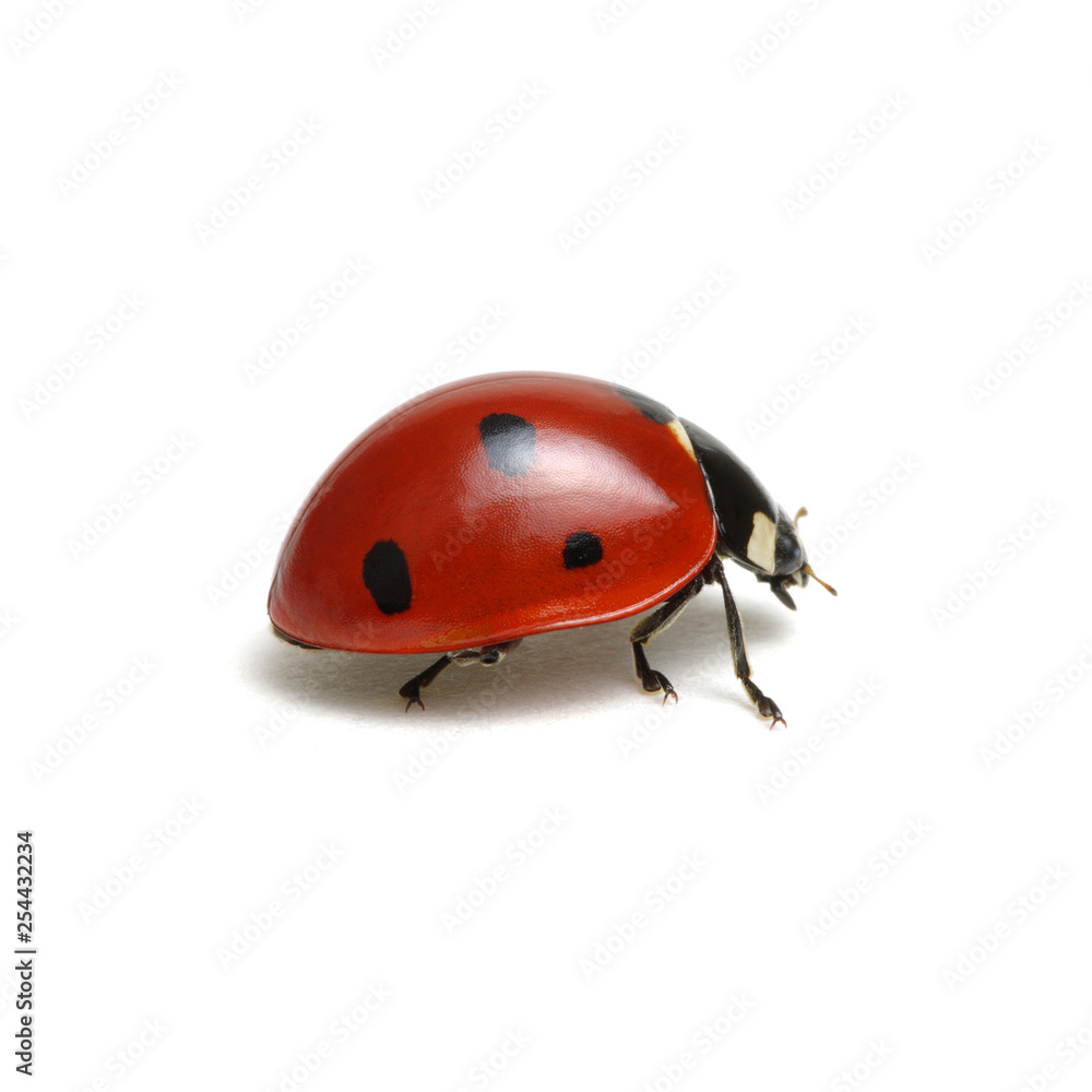 Ladybug isolated on white Ladybug isolated on white