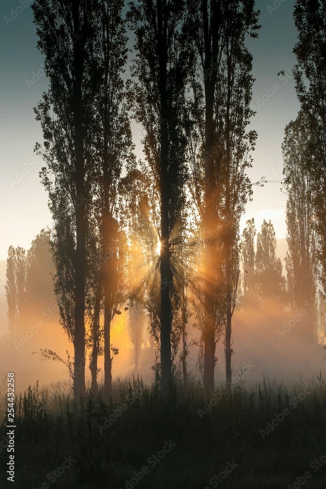 sunlight illuminating the forest.trabzon