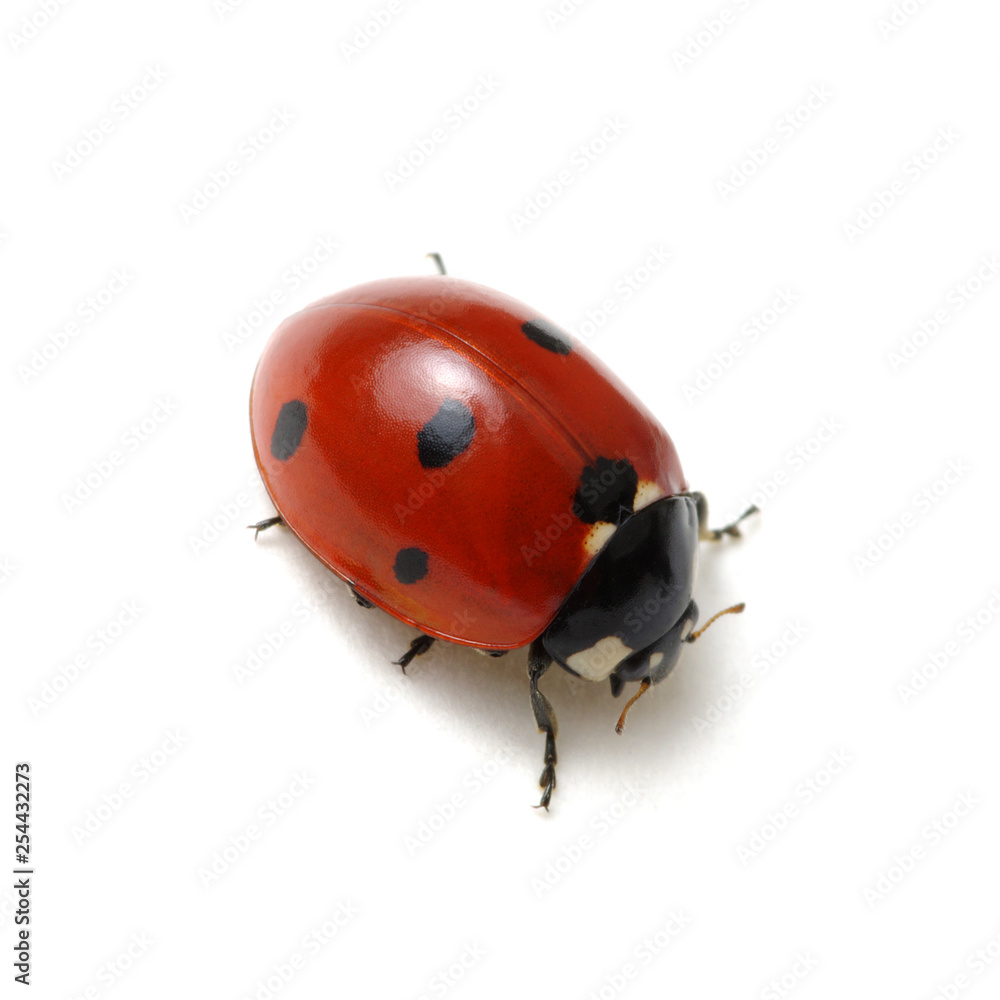 Ladybug isolated on white Ladybug isolated on white