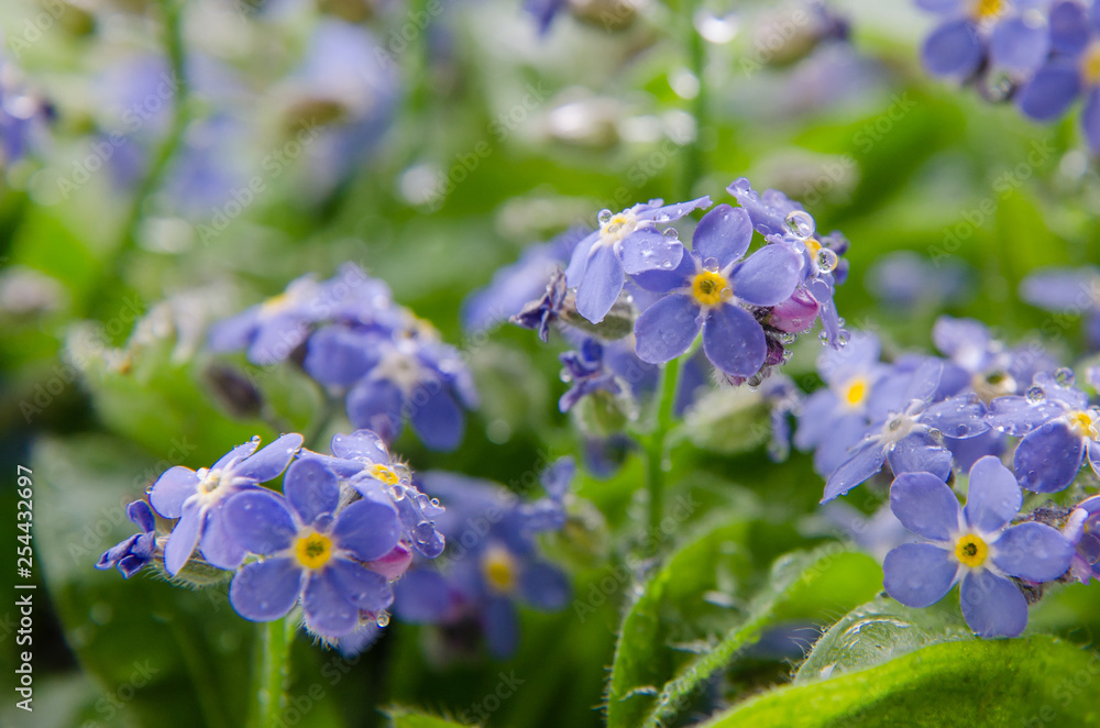 Blaue Vergissmeinnicht Blaue Vergissmeinnicht