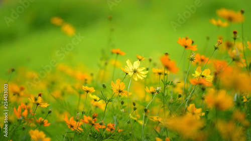 Fototapeta Naklejka Na Ścianę i Meble -  Cosmos flowers field