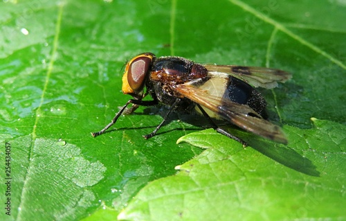 Waldschwebfliege fly (Volucella pellucens) on green leaf background, closeup photo