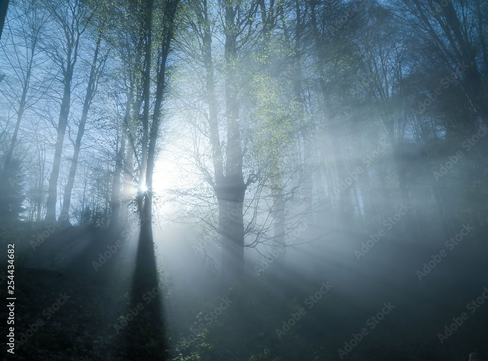Fototapeta premium sunlight illuminating the forest.trabzon