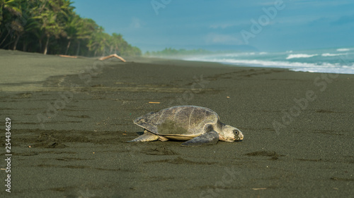 Принти на полотні Costa Rica corcovado turtle nesting eggs on the beach