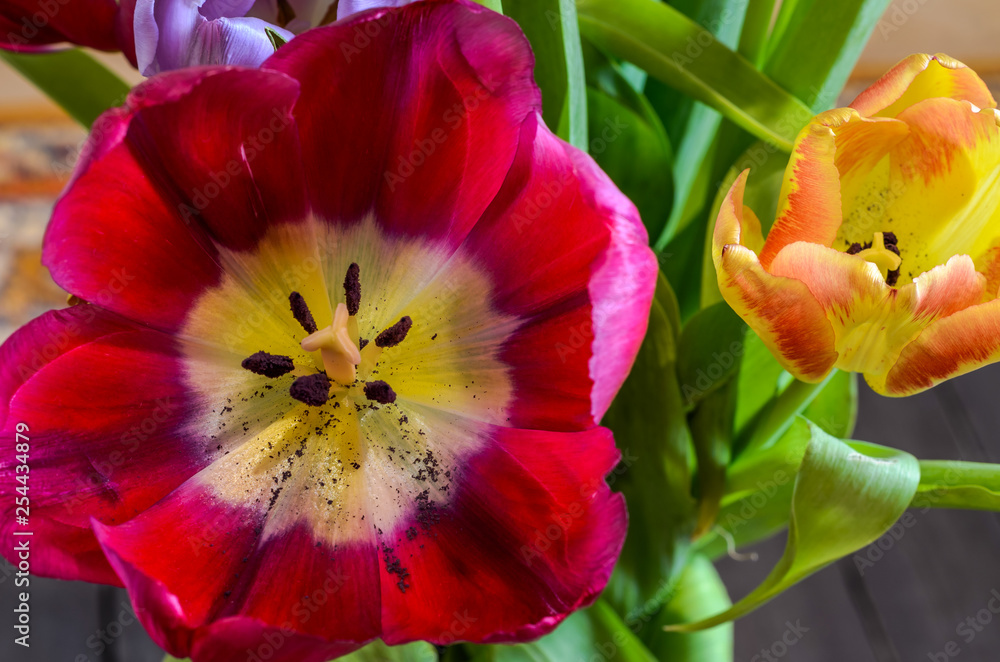 Multi-colored bloomed tulip flowers in a vase Multi-colored bloomed tulip flowers in a vase