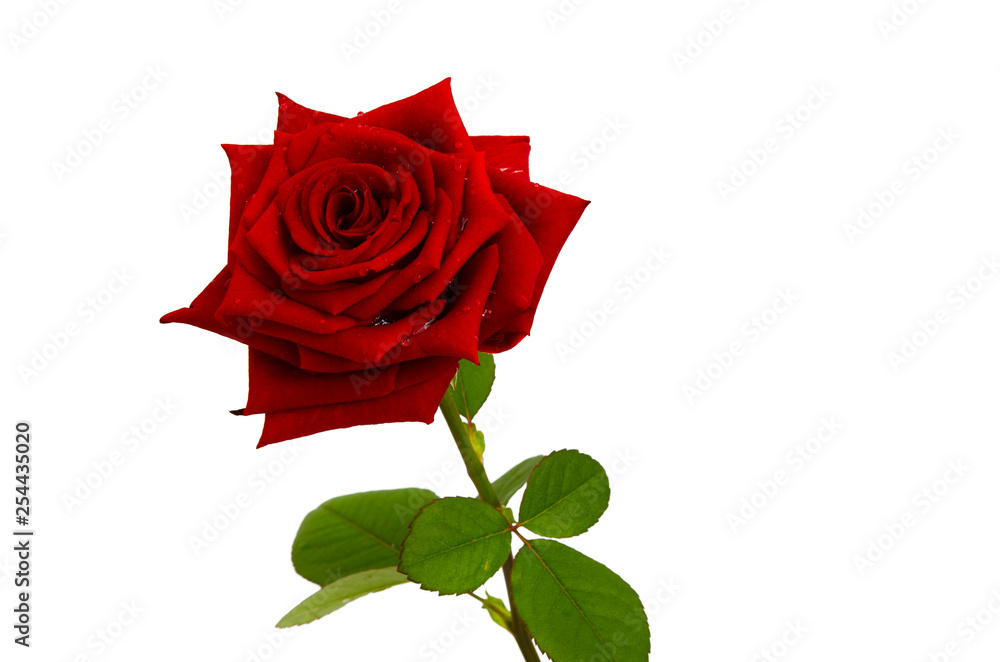 Rote Rose mit Wassertropfen Rote Rose mit Wassertropfen