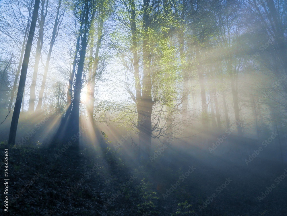 Obraz premium sunlight illuminating the forest.trabzon