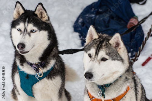 Chiens de traineau